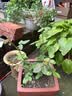 西湖龙冠2026新茶上市 雨前龙井茶浓香龙井耐泡口粮茶绿茶纸包250g自饮装 实拍图