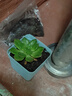 招财钱串吸财树多肉植物办公室桌面绿植盆栽花卉新手好养 精选随机1颗多肉+1个塑料彩盆+土 实拍图