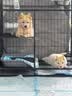 licheers狗狗厕所防踩屎小中大型犬宠物厕所金属铁架定点排便狗尿盆 实拍图