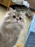 lorde里兜狗狗沐浴露猫咪宠物香波天然除臭洗护一体抑菌驱螨去油型400g 实拍图