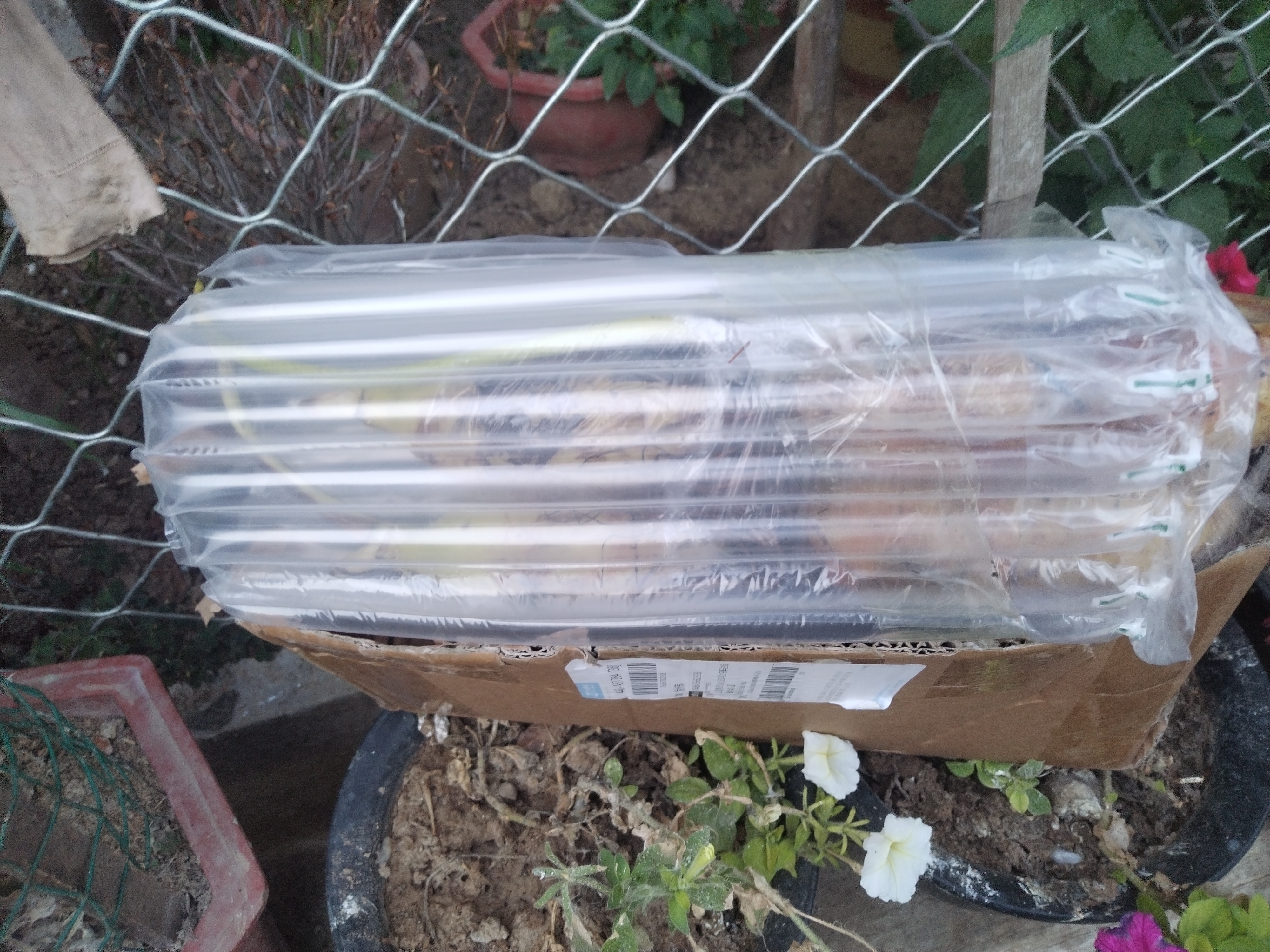 倾颜碗莲藕苗大型观赏荷花藕苗池塘水培盆栽池塘植物荷花苗莲花种藕根 混色随机装2棵(藕苗带芽) 实拍图