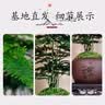 花行榜文竹盆栽绿植物室内客厅中式禅意盆景办公室摆件高端花卉源头直发 实拍图