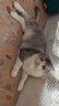 疯狂的主人 猫抓板窝超大号猫玩具猫爪板猫抓盆不掉屑猫窝碗形圆形瓦楞纸 实拍图