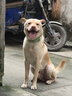 福来恩（FRONTLINE）狗进口驱虫内外同驱套装去蜱蚤大犬 滴剂1支装+犬心保L体验装 实拍图