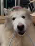 皇家狗粮 成犬狗粮 犬粮 宠物大型犬 GR26全价犬粮≥15月15KG 实拍图