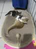 喵丽丝剑麻猫抓板猫窝一体耐磨不易掉屑猫咪玩具猫爪板耐抓四季通用抓盆 【冲量款】椭圆麻布贈猫薄荷 实拍图