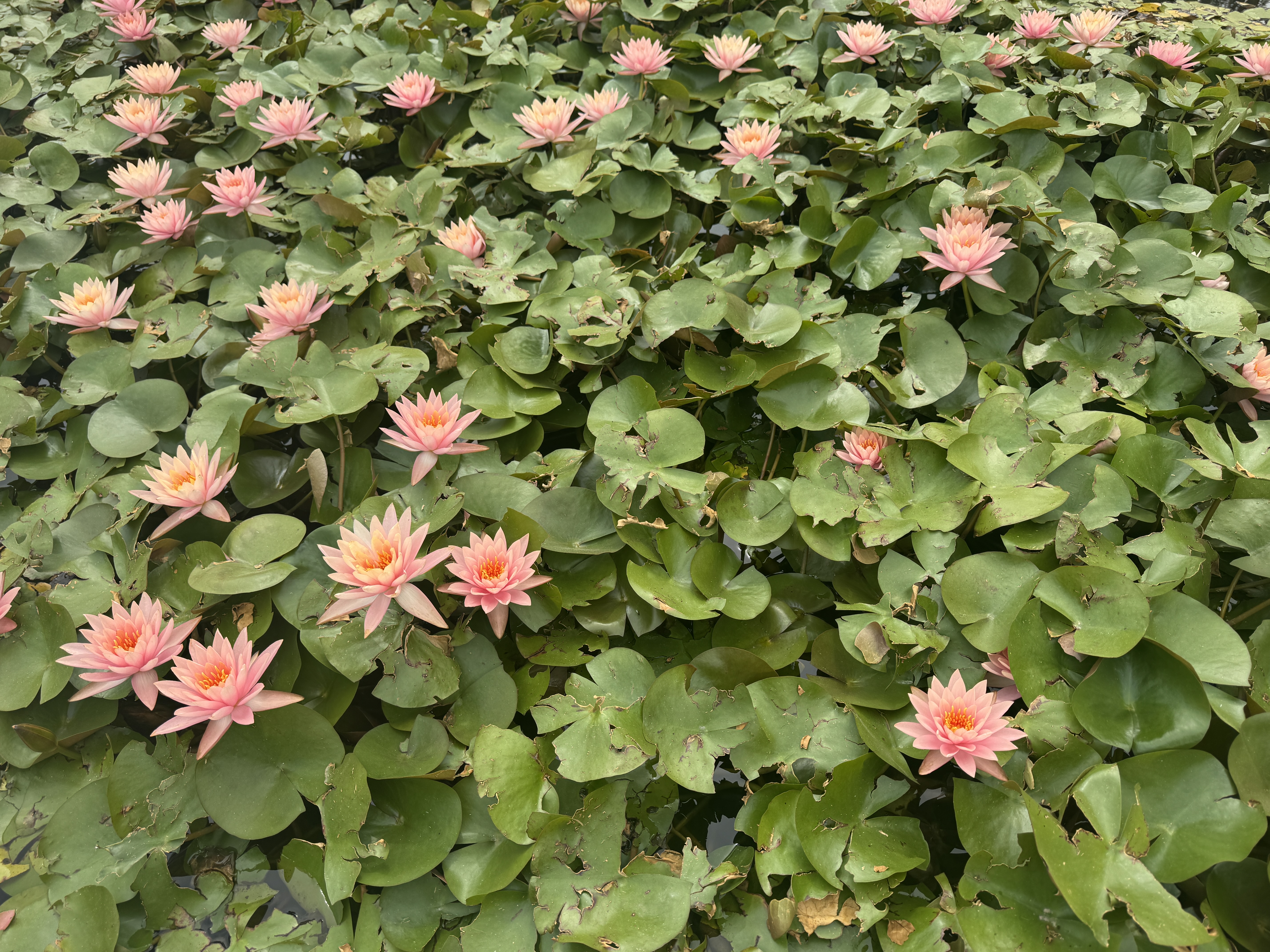 珂润（Curel）高保湿面霜滋润修护舒缓补水霜敏感肌可用40g孕妇可用日本进口 实拍图