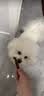 HELLOJOY狗狗零食大礼包960g成犬幼犬磨牙训练宠物零食福袋礼盒 1.92斤 实拍图