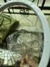 海迎微波炉加热盖防溅盖耐高温防油溅微波炉专用器皿盖子热菜罩防溅罩 大号升级款+导流槽[耐高温180度] 实拍图