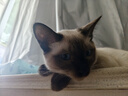麦富迪 猫粮 奶弗羊奶鲜肉天然全价奶糕粮无谷低敏营养易吸收离乳期猫粮 幼猫3kg 实拍图