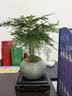 花翁文竹盆栽绿植物室内客厅中式禅意盆景办公室摆件高端花卉源头直发 实拍图