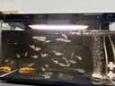 米家小米智能鱼缸 一体整机免装语音遥控半年免换水APP定时喂食水族箱 米家智能鱼缸 半年免换水 实拍图