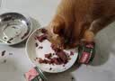 力狼（LILANG）宠物猫粮幼猫成猫零食猫湿粮猫咪猫罐头 囤货 金枪鱼+混合口味 170g*48罐 实拍图