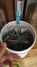 最宠（Paddy Time）猫零食猫条金枪鱼鸡肉10g*50支 0胶0淀宠物成幼猫咪湿粮食品补水 实拍图