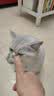 喵铮铮主食猫条湿粮高营养鲜肉猫零食成猫幼猫妙鲜包猫罐头乳鸽12g*36支 实拍图