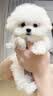 皇家狗粮幼犬奶糕幼犬狗粮宠物小型犬MIS30全价犬粮 ≤2月3KG 实拍图