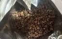 福东海特优红花椒粒200g 三伏天泡脚原料大红袍花椒调味烧卤调料 实拍图