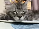 MAG猫用金乳钙液体钙猫咪补钙幼猫孕猫老年猫宠物钙片胶囊100粒 实拍图