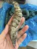 鲜京采 鲜冻大号黑虎虾 去冰净重2斤 31-40只/盒 斑节对虾 实拍图