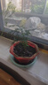 文竹盆栽绿植花卉盆景植物室内客厅水培文松云竹文竹大苗四季常青 小文竹【1颗】原盆原土球发货 高度15-25cm 实拍图