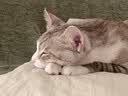 小佩新风猫包二代落樱粉 透明透气外出用大号便携双肩猫包支持充电宝 实拍图