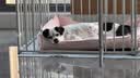FAIRY PET狗窝防水四季通用牛津布猫窝春夏季狗垫子中大型犬狗床小狗狗窝 浅粉色 L（70*50*12cm）【建议20斤内】 实拍图