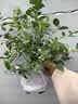 花行榜蓝莓果树苗盆栽庭院地栽南北方种植耐寒 绿宝石40-50cm高源头直发 实拍图