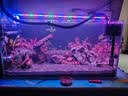 LED全光鱼缸灯同款水族箱鱼缸照明灯架水草灯增艳发色灯神灯节能 21瓦三档变光78cm（适合80-90cm鱼缸） 六排灯珠 实拍图