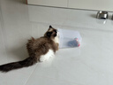 皇家布偶成猫粮 RA32 50g【活动专用请勿单独下单】 实拍图