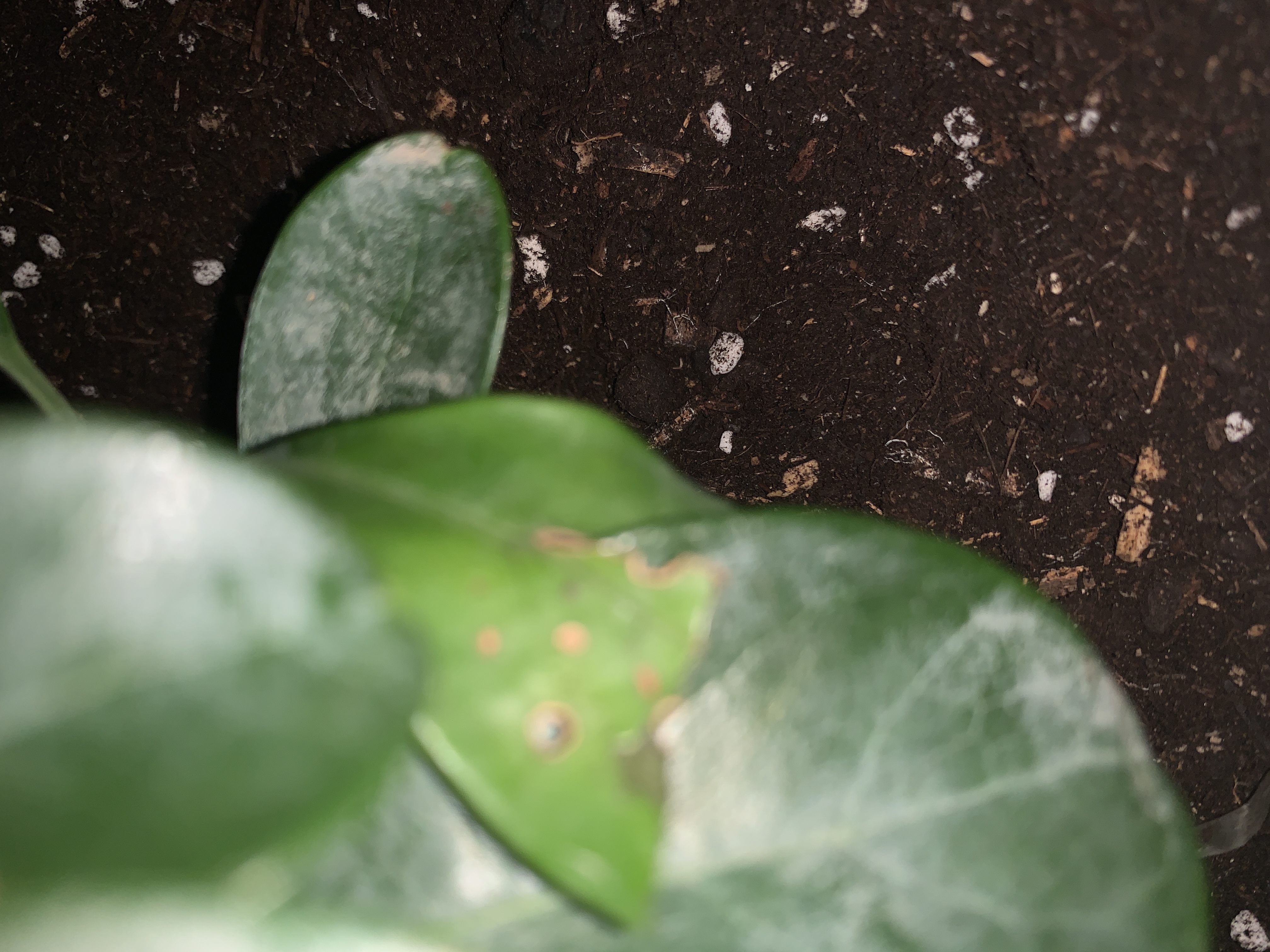 墨斗鱼营养土通用土壤种菜兰花多肉盆栽植物种植肥料椰糠泥花土3L 实拍图