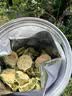 南京同仁堂苦瓜片75g精选特级苦瓜干苦瓜茶鲜甜苦瓜糖压泡水煲汤养生泡水喝 实拍图