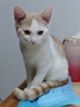 妙三多硕腾妙三多猫三联疫苗3针+进口狂犬疫苗英特威锐必威1针 实拍图