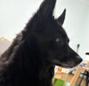 麦富迪狗粮 无谷牛肉双拼狗粮成犬小型犬比熊贵宾缓解泪痕 10kg/20斤 实拍图