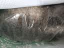 麦富迪狗粮 藻趣儿狗粮成犬粮牛肉螺旋藻 均衡营养15kg/30斤 实拍图