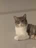 京东家政【宠物上门喂养3次服务】上门喂猫喂狗 影像实时记录 实拍图
