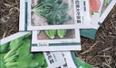 北蔬各种蔬菜种子秋黄瓜菠菜小白菜香菜小葱阳台四季菜籽12种蔬菜种子 实拍图