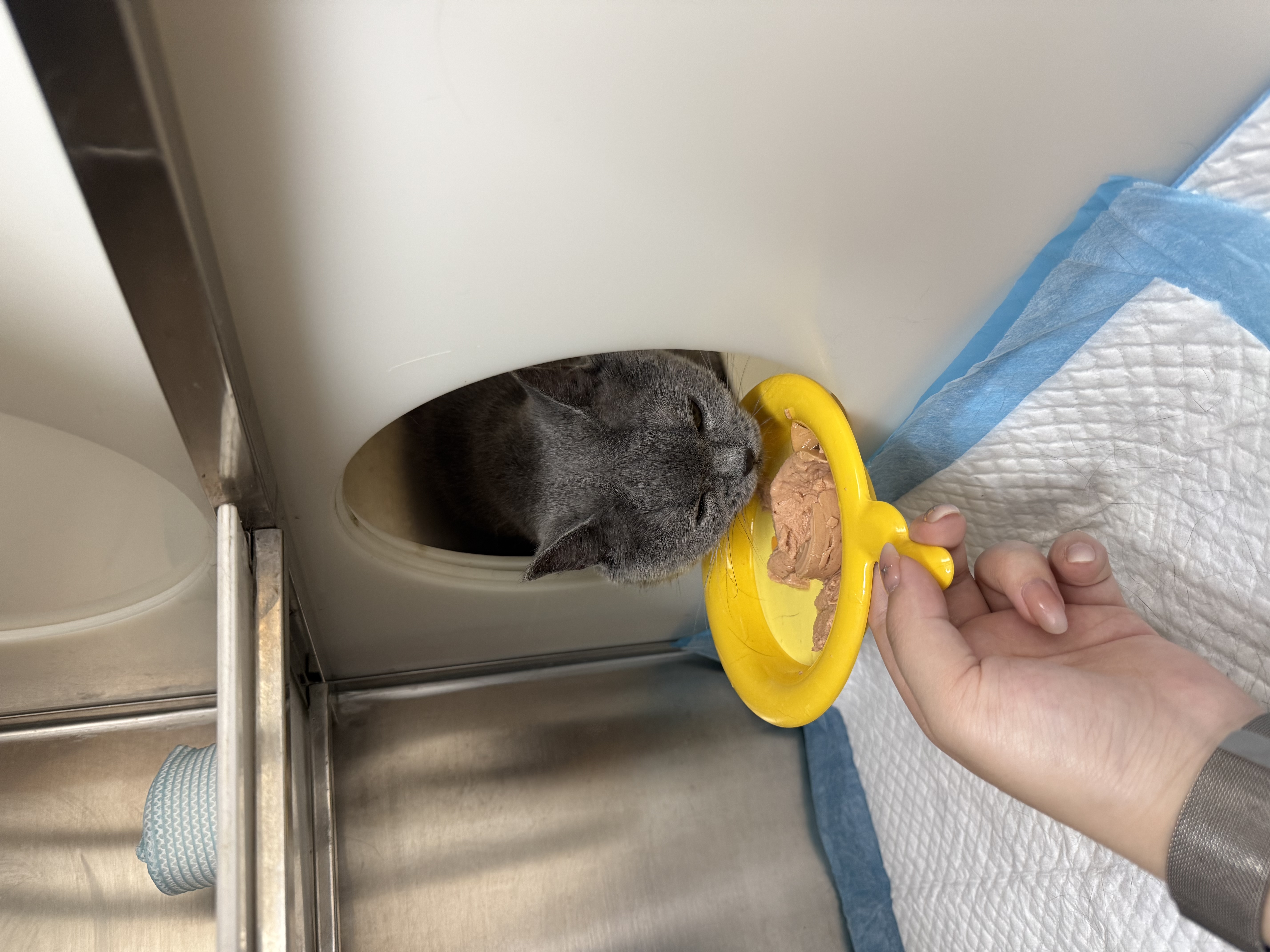 澳龙AD犬猫主食罐头湿粮主食罐情绪舒缓营养补充康复护理湿粮85g*3 实拍图