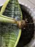 萌肉居金边虎皮兰盆栽虎尾兰耐旱桌面绿植花卉金边虎皮兰原盆源头直发 实拍图