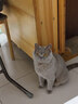 领先成猫尝鲜礼包主食级烘焙猫粮猫条餐盒汤包（新老款随机发货） 实拍图