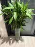 吕姆克花瓶摆件醒花桶高款水培容器透明鲜花插花瓶器富贵竹落地防摔3955 实拍图