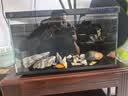 汉洋（HANYANG）贝壳鱼缸造景装饰摆件套餐水族箱底沙砂石天然海螺 实拍图