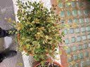 回力（Warrior）速干背心男夏美式复古印花无袖夏季冰丝透气宽松运动坎肩健身衣YD 实拍图