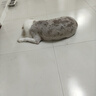 蚁族宠物推子剃毛器泰迪猫咪通用美容留毛刀头电推子专业理发器不卡毛 实拍图