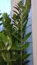 CPAI植物支撑杆花架固定器园艺扶持架花卉防倒伏花杆爬藤神器兰花支架 高60cm【玻纤杆10根】送20个卡扣 实拍图