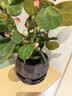 花翁小盼菩提盆栽带果盆景室内办公茶几桌面摆件中式禅意绿植源头直发 实拍图