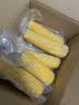 京鲜生&爷爷和月月一级黄糯玉米单棒250g+*6棒 共3斤真空包装源头直发 实拍图
