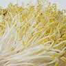 绿豆芽300g 实拍图