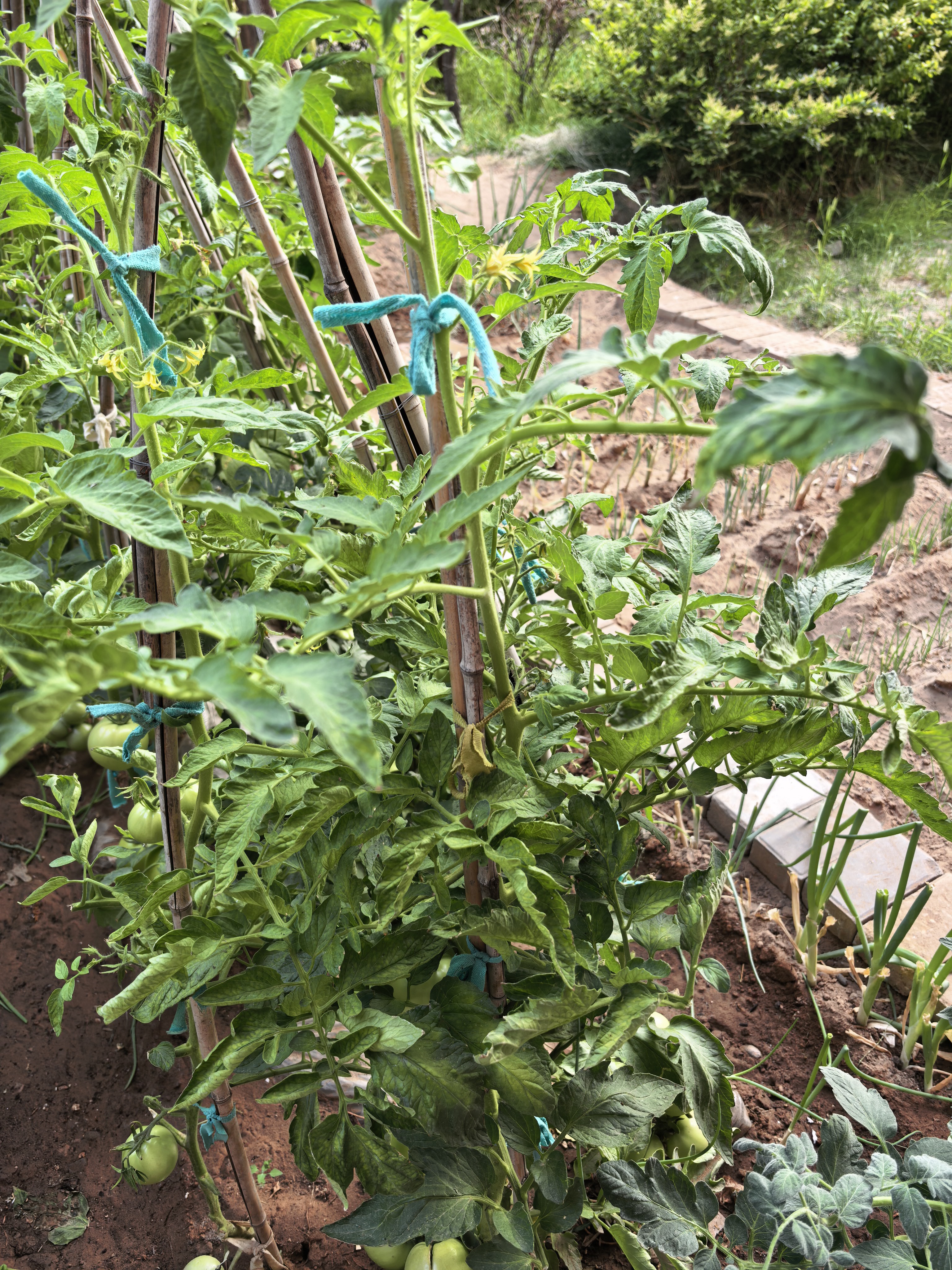 欧贝比(OHBABY)奇想乐队成长裤轻薄瞬吸柔软透气护臀全包拉拉裤 【大包】拉拉裤XXL码28片*2 实拍图
