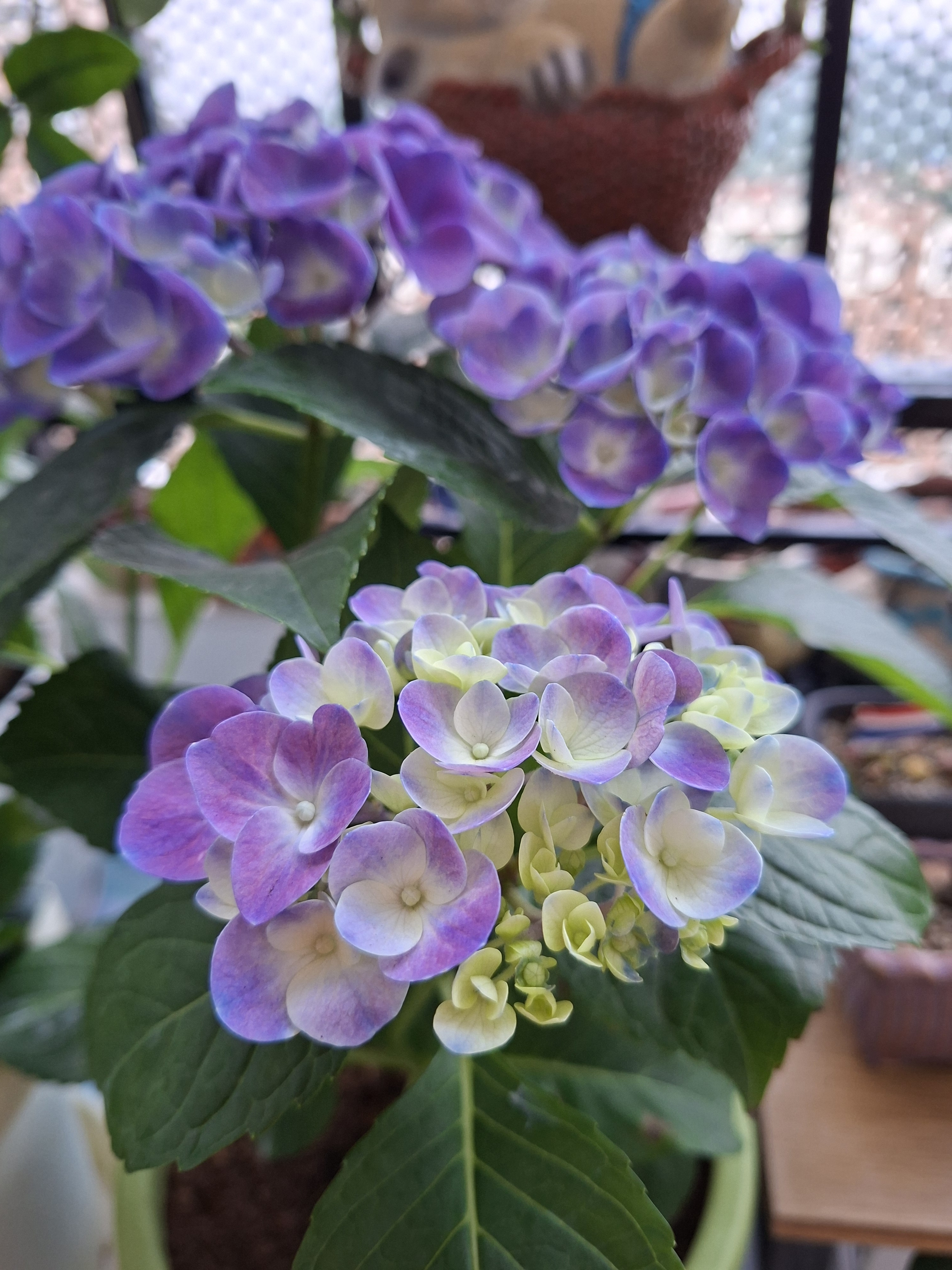 绣球花苗无尽夏带花苞四季开花绣球花盆栽庭院好养花卉植物室内花 无尽夏【大花绣球-无尽星河】 精品大苗【花期带花苞】原盆宽18cm高45cm 实拍图