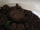 【通用土】营养土养花种菜土壤有机兰花多肉植物盆栽种植椰砖土 5kg 1袋 实拍图